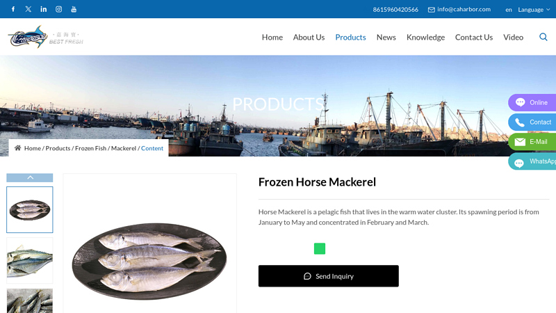 Image of China Frozen Horse Mackerel Suppliers, Factory